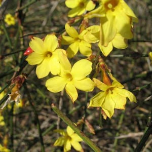 Winter Jasmine live plant 6-12” in height in a #3 container