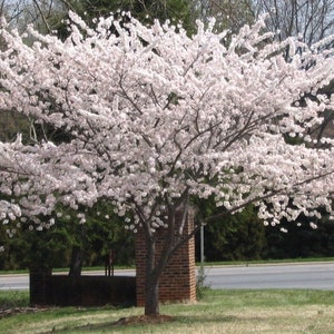 May include: A flowering cherry tree in full bloom, with masses of delicate white and pink blossoms. The tree stands in a grassy area near a road, with a brick structure visible.