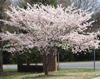 Yoshino Cherry Tree in a 3" pot 6-12" in height