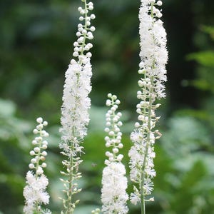 Ten Black Cohosh Root Live Bare Root Systems