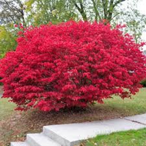 Burning Bush Shrub 12" in height in a 4" cup