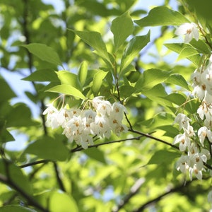 Japanese Snowbell tree 3-4' in height in an ABP container