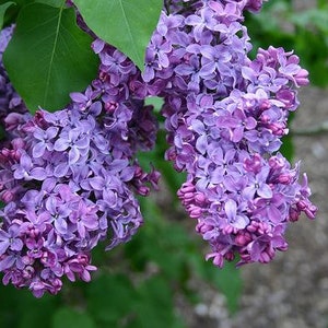 Common Lilac Shrub 12&quot; in height in an ABP container
