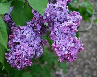 Common Lilac Shrub 12" in height in an ABP container