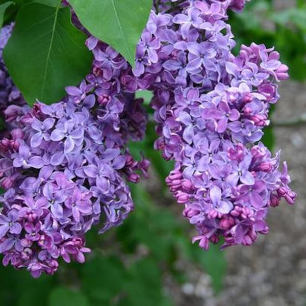 Common Lilac Shrub 12" in height in an ABP container