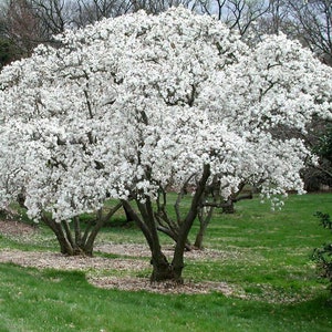 Star Magnolia 6-12&quot; in a quart pot