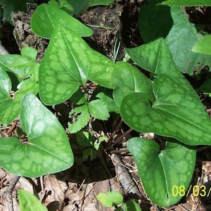 Ten Heartleaf Evergreen Ginger Live Bare Root Systems