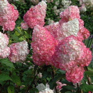 May include: A bush of pink and white hydrangea flowers in bloom. The flowers are clustered together in large, round shapes.