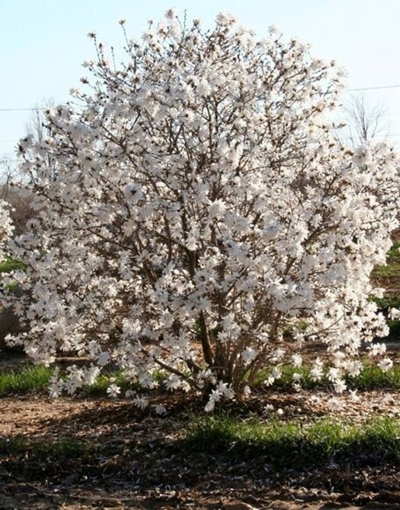 Star Magnolia 6-12