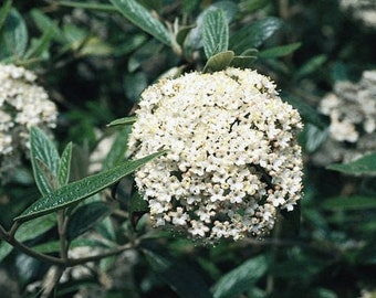 Pragense Viburnum 6-12'" in a 2 1/2" cup