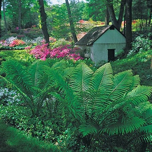 6 Tennessee Ostrich Glade Fern Bare Root/Rhizomes