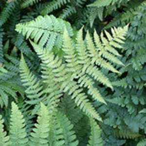 Leatherwood Fern Rhizomes 6 pack
