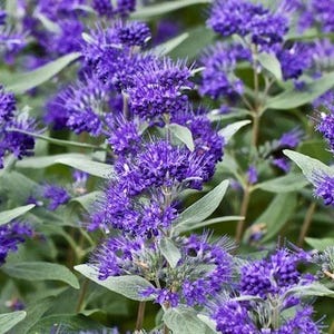 Dark Knight Caryopteris  Live Plant in a #3 Container
