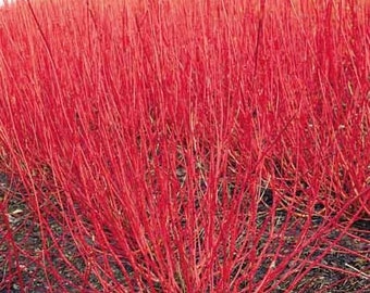 Red Twig Dogwood live plant 12-18" in height in a #3 container