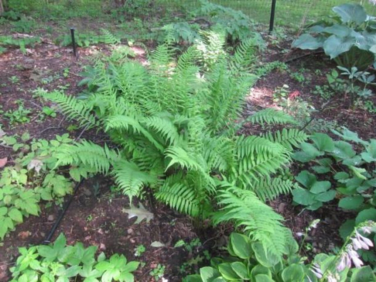 6 Tennessee Ostrich Glade Fern Bare Root/rhizomes - Etsy