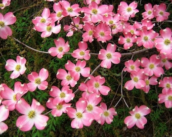 Pink Dogwood 6-12" tall in a 2.5" pot