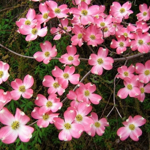 Pink Dogwood 6-12" tall in a 2.5" pot