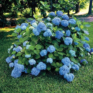 Nikko Blue Mophead Hydrangea 6-10&quot;  in a 3&quot; pot