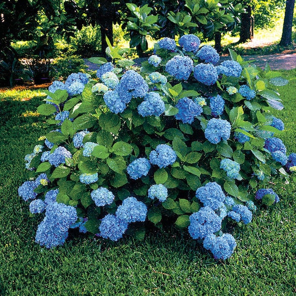 Nikko Blue Mophead Hydrangea 6-10"  in a 3" pot