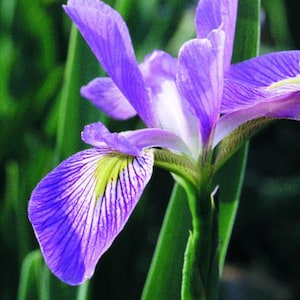 May include: Close-up of a vibrant purple iris flower with white and yellow accents. The petals display delicate veining, and the flower is surrounded by green foliage. A beautiful botanical image.