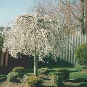 May include: A weeping cherry tree with white blossoms in full bloom. The tree is planted in a residential yard with a wooden fence and green shrubs.