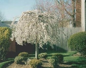 Weeping Cherry Tree 6-12" tall 3" pot