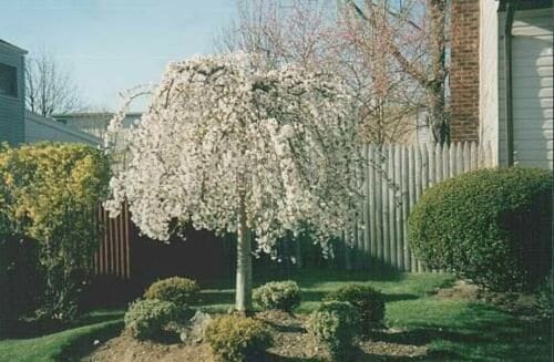 dwarf japanese weeping cherry tree