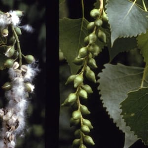Cottonwood live tree  in a Trade Gallon Pot