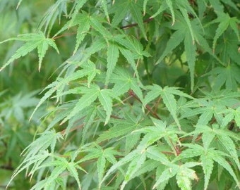 Green Japanese Maple Acer Palmatum Greenleaf 1-2' in height in an ABP container