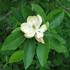 2 Pack of Sweet Bay Magnolia Trees 2-3 feet tall in an ABP container