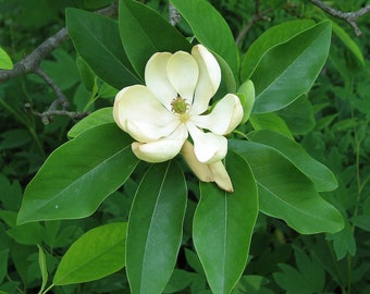 2 Pack of Sweet Bay Magnolia Trees 2-3 feet tall in an ABP container