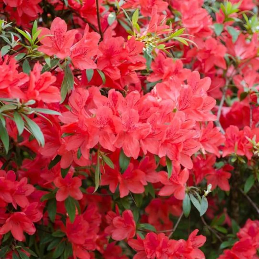 Azalea Watch Fashion Azalea Live Plant 12-18