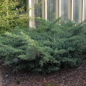 May include: A blue-green juniper bush with a spreading habit. The bush is growing in a garden setting with mulch around it.