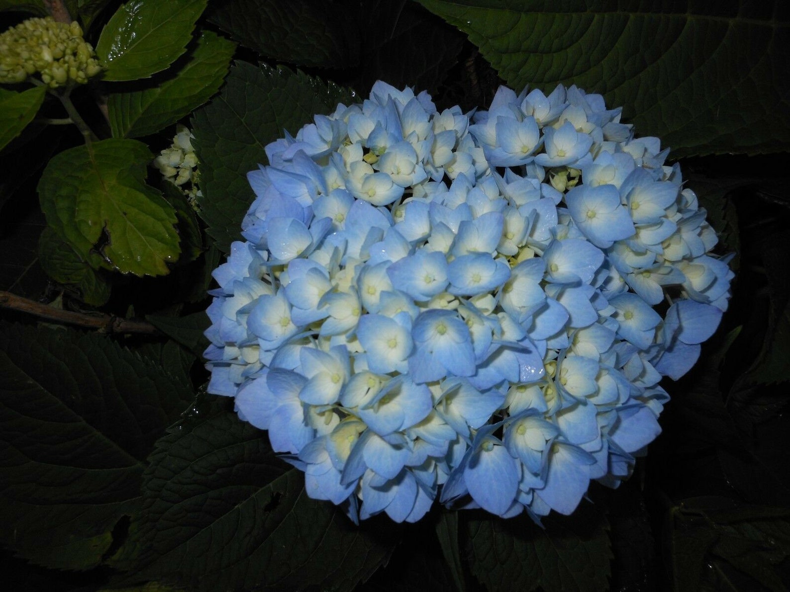 10 Nikko Blue Mophead Hydrangeas 610 in a 3 Pots Etsy