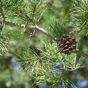Virginia Pine  live tree in a trade gallon pot