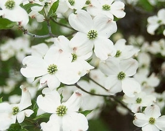 White Dogwood 2-3' in an ABP Container