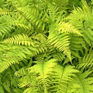 Lady Fern Rhizomes 6 pack