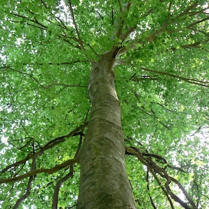Puede incluir: Un árbol alto con hojas verdes y ramas que se extienden hacia el cielo. El tronco es grueso y texturizado, con una corteza rugosa.