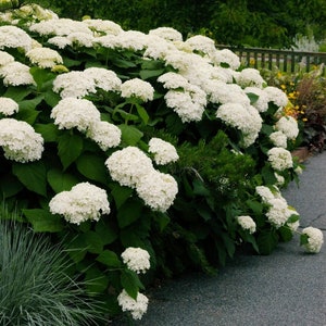 May include: A large bush of white hydrangeas in full bloom. The flowers are clustered together in large, round heads.
