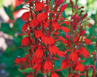 12 Red Cardinal Wildflower Bulbs Bareroot systems