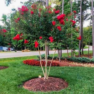 Red Dynamite Crape Myrtle Live Plant 12-18&quot; in height in a #3 container