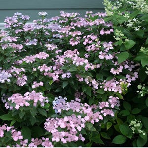May include: A close-up of a bush of pink hydrangeas in bloom. The flowers are clustered together in large, round heads. The leaves are green and lush.