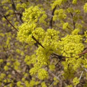 May include: Close-up of a flowering tree branch with clusters of bright yellow blossoms. The flowers are small and densely packed, creating a textured appearance. The background is blurred, with hints of brown branches and foliage.