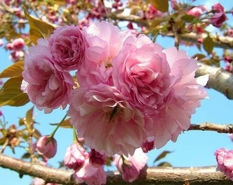 Kwanzan Flowering Cherry tree 6-12&quot; in height and in a 3&quot;pot