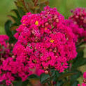 May include: A close-up of a vibrant pink crape myrtle flower cluster. The flowers are densely packed and have a delicate, ruffled appearance. The flower buds are a lighter shade of pink.