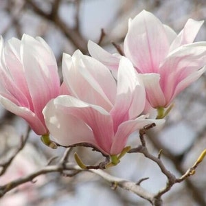 May include: Three pink magnolia blossoms in full bloom on a branch with a blurred background.
