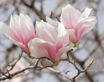 Saucer Magnolia  Soulangeana 6-12&quot; in a 2 1/2&quot; pot