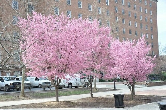 Okame Flowering Cherry Tree 3