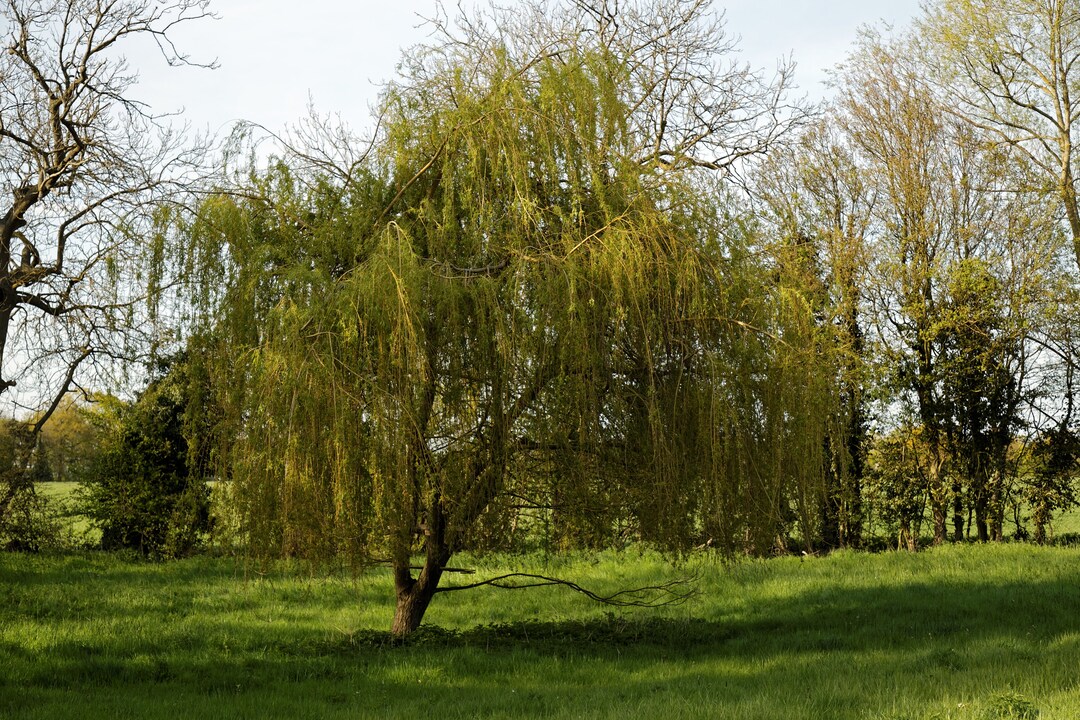 4-5 Foot Tall Weeping Willow Tree - Rooted And Ready To Plant