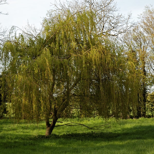 Green Weeping Willow 3-4' live plant